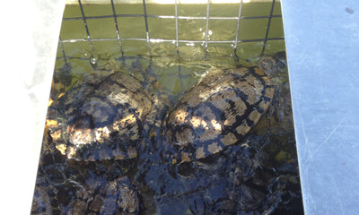 turtles in turtle trap