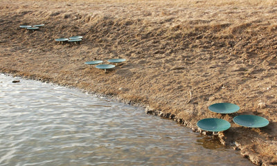 Honey Hole Spawning Disc Along Shoreline