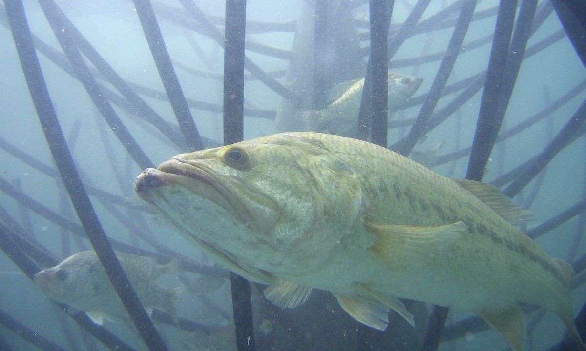 Bass in Honey Hole Tree